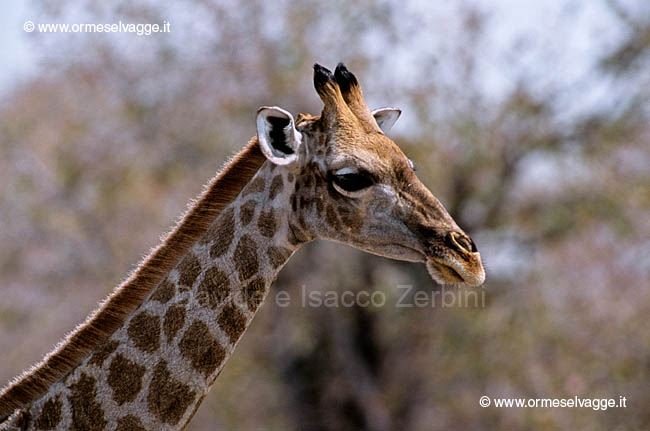 Giraffa 97-28-08